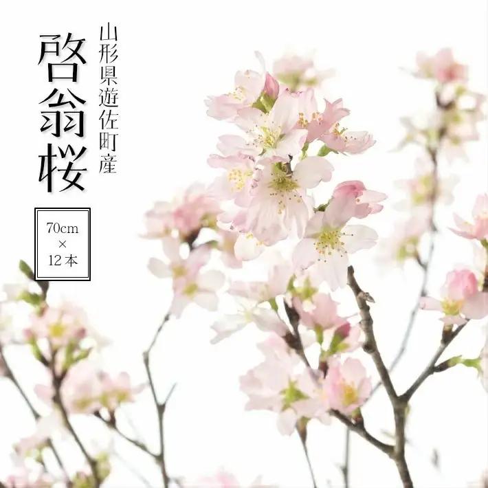 啓翁桜 約70cm×12本（1月下旬発送）※着日指定不可 東北 山形県 遊佐町 庄内地方 桜 木 植物 枝 切り花 花束 お花 室内 リビング 玄関 アレンジにも お正月飾り 冬 春 新春 迎春 新年 成人の日 成人式 卒業 卒園 退職 ピンク [102M01c]