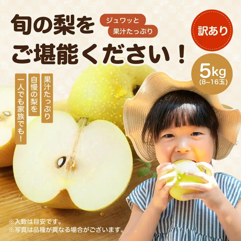 【2026年先行予約】南信州産 二十世紀 約5kg 訳あり 8～16玉 ＜2026年9月上旬～順次発送＞ ＪＡみなみ信州ＤＭセンター｜長野県 飯田市