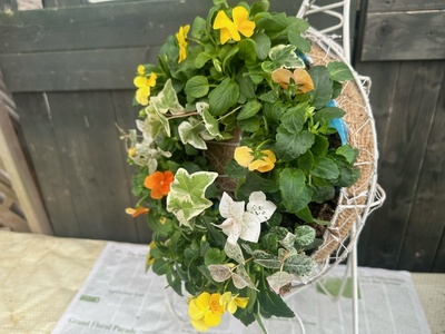 【先行予約】 花 育てる パンジー ビオラ ハンギング リース 寄せ植え 生花 自然 お花 植物 フラワー ギフト ガーデニング 飾り 庭 ベランダ 壁掛け 贈り物 静岡県 藤枝市 2025年11月よ