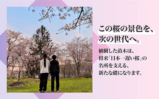 折れた桜を、希望の苗木に。「日本一遅い桜まつり」を次の世代へ満開の景色を繋ぎたい