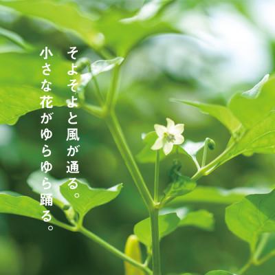 ふるさと納税 うるま市 沖縄島とんWコーレーセット　古謝ぐゎー農園の島とうがらし |  | 01