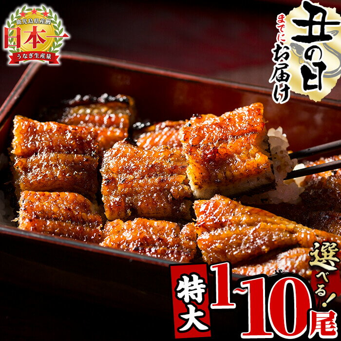 【ふるさと納税】【7/7までの入金で丑の日までにお届け】【尾数が選べる！】鹿児島県産 うなぎの大楠＜特大＞1尾〜10尾！うなぎ 鰻 ウナギ 1尾 3尾 6尾 10尾 国産 九州産 蒲焼き かばやき 冷凍 うな重 ひつまぶし タレ 山椒 真空パック ランキング 人気【大楠鰻】