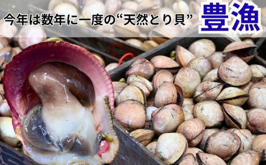 訳あり とり貝 お刺身 中9枚 1セット 下処理済 冷凍 刺身 天然 魚介 貝 セット 海鮮 天然 ふるさと納税貝 簡単 おかず 新鮮 カイ 魚介類 魚貝類 トリ貝 ご飯のお供 肴 つまみ ふるさと納