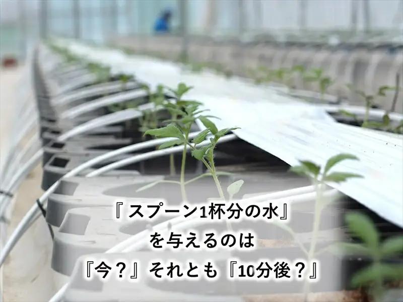 糖度14度ミニトマトジュース（490ml瓶 x 2本セット）　クラシックトマト『リスト』使用　野菜　生活　ジュース　飲料　ドリンク　信州　長野県【 トマトジュース 長野県 佐久市 】