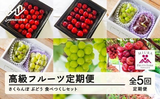 
            【ふるさと納税】「高級フルーツ定期便5回」さくらんぼ＆ぶどう 食べつくしセット 令和7年産 2025年産 山形県山辺町産 フルーツ 果物 bg-ftsbx5
          
