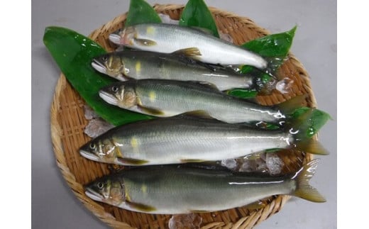 四万十川上流 の 天然 釣り鮎 1.3kg 【 冷蔵 6～22尾 】 鮎 あゆ アユ 川魚 高知県 四万十