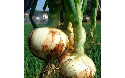 
            B65-12 あしきたん塩玉ねぎ10㎏【発送は3月下旬～6月上旬】
          