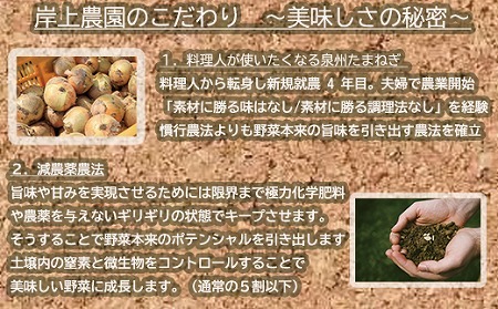 岸上農園　泉州玉ねぎ　約５kg