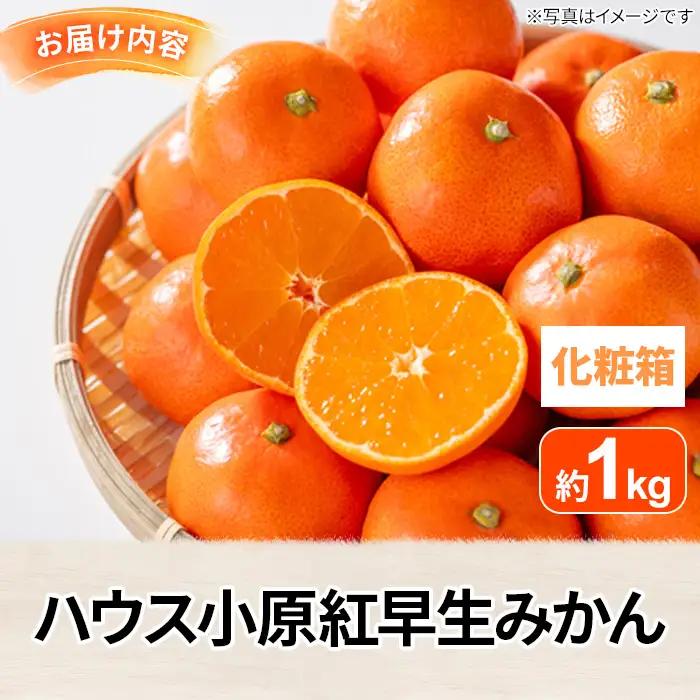 ＜先行予約！2027年6月下旬以降順次発送予定＞香川県産 ハウス小原紅早生みかん(約1kg/化粧箱) ミカン フルーツ 果物 柑橘 人気 【man072】【Aglio nero】