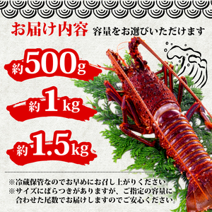 【 伊勢海老 】 訳あり 魚商人組合