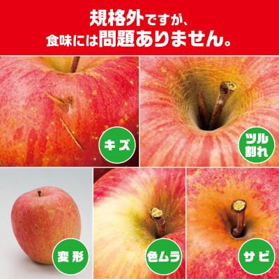 今年も約10kgお届けします!　訳ありりんご「サンふじ」24〜46個入【R8年12月中旬〜発送開始】【配送不可地域：離島・沖縄県】【1333055】