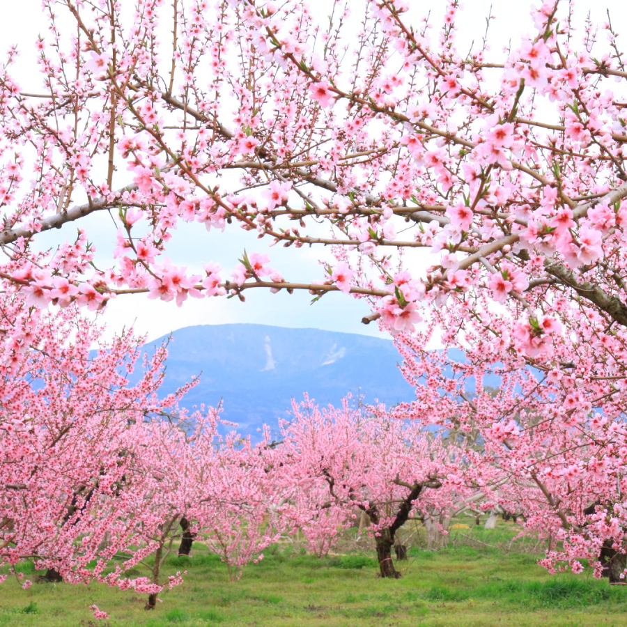 「献上桃の郷」桑折町特別返礼品『煌』透過式光センサーもも(特秀品) 2kg(6玉)