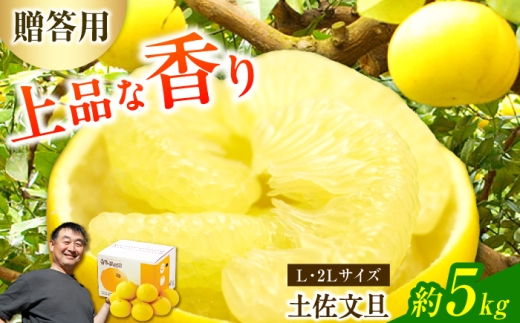 【先行予約】【果樹園直送】土佐文旦 特選品贈答用 約5kg L～2Lサイズ 10～13個入り〈2027年2月中旬～3月中旬頃発送〉  /  ぶんたん ブンタン フルーツ 柑橘 みかん 果物 くだもの 柑橘類 デザート おやつ 高知県 土佐市【白木果樹園】 [BQAI006]