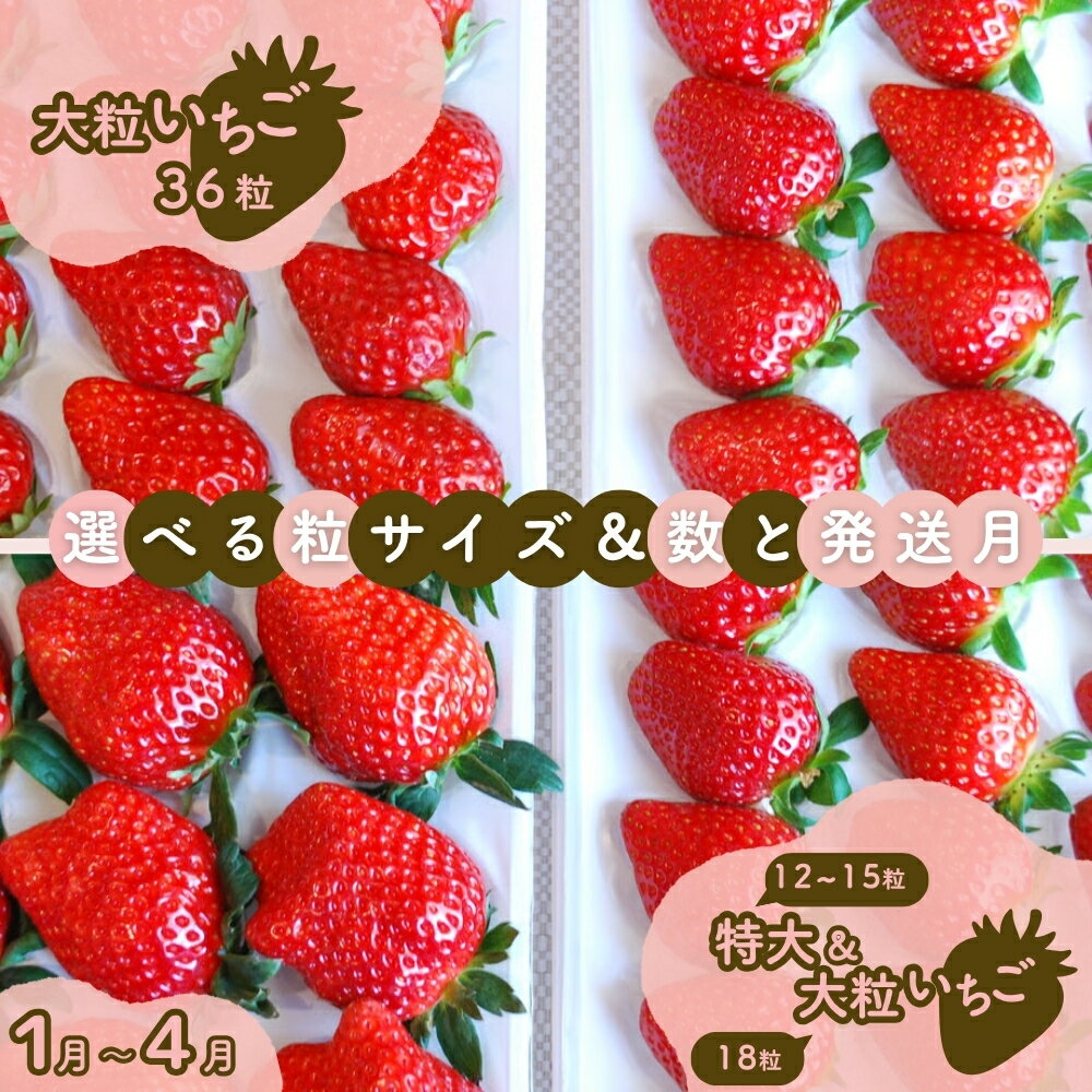 【ふるさと納税】やちまた里山ファームの完熟いちご大粒 特大 千葉県八街市 八街 いちご イチゴ 苺 大粒 完熟イチゴ