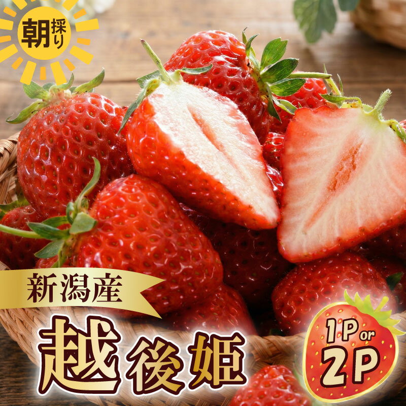 【ふるさと納税】 寄附額改定！ いちご 越後姫 3L〜2L 先行予約 選べる パック数 12粒〜30粒 朝採り 当日発送 苺 イチゴ えちごひめ 朝どれ 朝摘み 生産者直送 農家 直送 数量限定 季節限定 期間限定 須貝いちご園 新潟 新発田 sugai001P