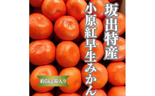 
                  坂出特産　小原紅早生みかん約5kg(約50個） MまたはLサイズ
                