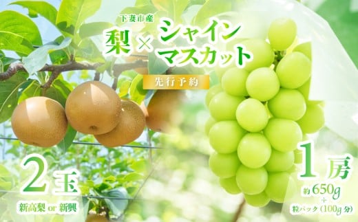 【 2026年 先行予約 】 シャインマスカット ＆ 梨 食べ比べセット シャインマスカット 1房 約650ｇ＋粒パック(100g分）＋梨 2玉（新高梨または新興） 【 2026年9月中旬～10月上旬