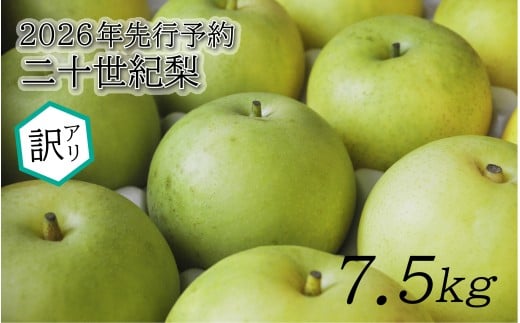 【2026年 先行予約】訳あり 二十世紀梨 7.5kg｜鳥取 東光園 梨 2026年収穫後 2026年8月下旬～9月頃順次発送※着日指定不可【41059】