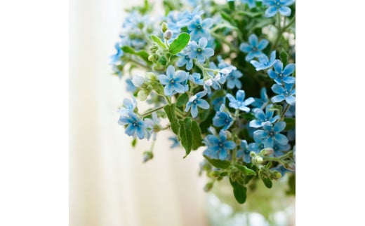 《3ヵ月定期便》 ブルースター 花束 初回花瓶付 定期便 定期コース 全3回 延命剤付き ラッピング 花びん 生花 花束 ブーケ 花 お花 おすすめ 可愛い キレイ おしゃれ 自宅 職場 ギフト_イメ