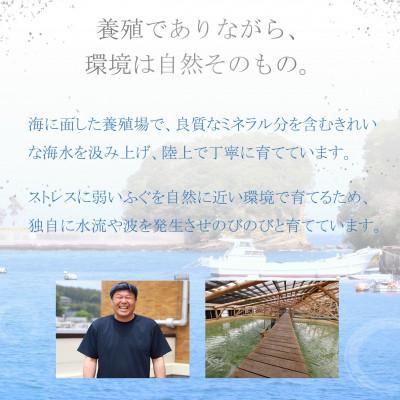ふるさと納税 松浦市 活〆おうごんとらふぐ刺身3人前セット |  | 02