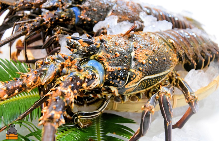 【地魚専門店 鮮魚 魚一さん直送】～徳之島獲れ！伊勢海老～（約1kg）