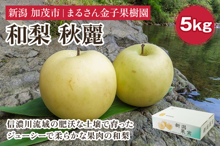 【2026年先行予約】【贈答用】和梨 秋麗 5kg（9～14玉）《9月上旬から順次発送》 果物 なし 梨 フルーツ 新鮮 新潟のフルーツ産地 加茂市 まるさん金子果樹園 梨