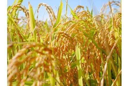 令和7年産 特選米 コシヒカリ 5kg お米 MK4