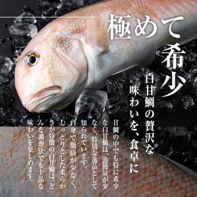 ふるさと納税 佐伯市 白甘鯛(1尾・1-1.2kg) |  | 01
