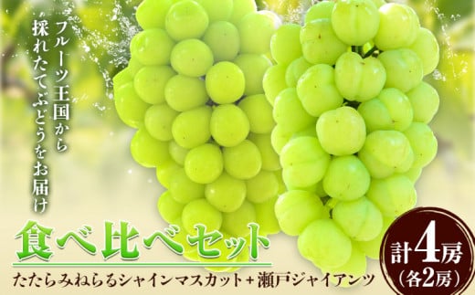 【先行予約】【2回定期便】食べ比べセット たたらみねらるシャインマスカット+瀬戸ジャイアンツ 各2房 計2kg《2026年9月上旬-10月下旬頃出荷予定》岡山県 笠岡市 マスカット ぶどう ブドウ 葡萄 フルーツ 果物 たたらみねらる 食べ比べ セット 定期便