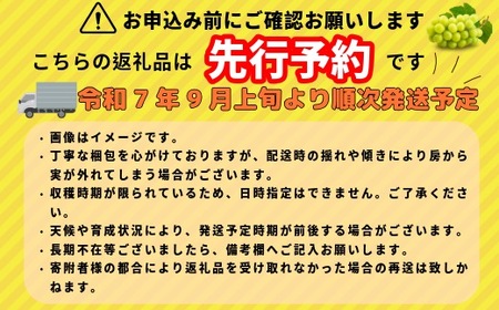 【先行予約】シャインマスカット 2房  (7-A21)