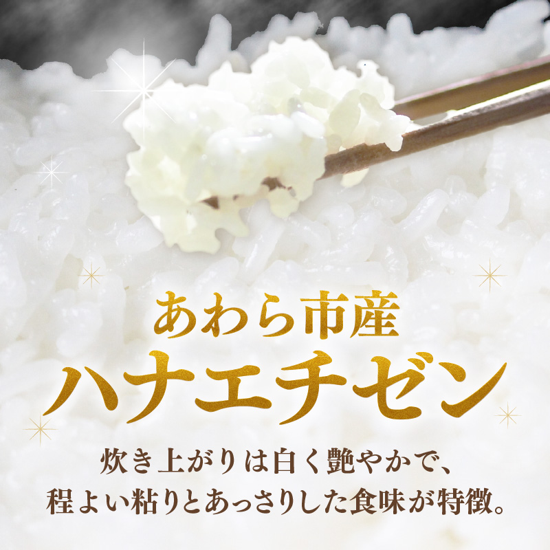 【先行予約】【令和8年産】定期便≪12ヶ月連続お届け≫ハナエチゼン 精米 10kg（計120kg）（長谷川農園） / 北陸 福井県産 あわら市 ブランド米 白米 お米 コメ ※2026年10月より順次