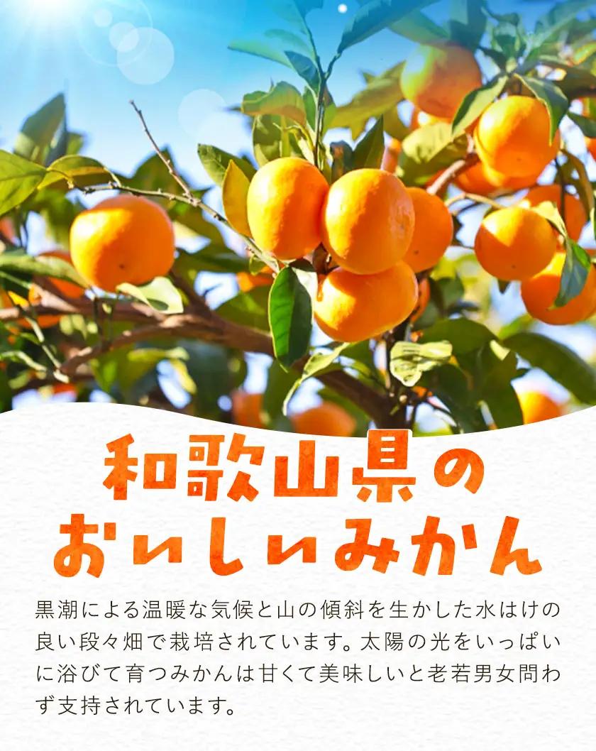 訳あり みかん 温州 みかん ご家庭用 約10kg エイワ商店