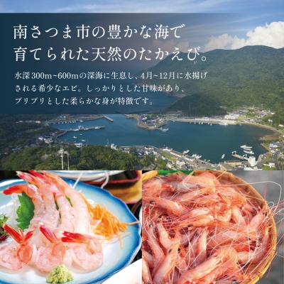 ふるさと納税 南さつま市 【数量限定】鹿児島県産 天然たかえび(生食用) 約1kg [Mサイズ] |  | 01