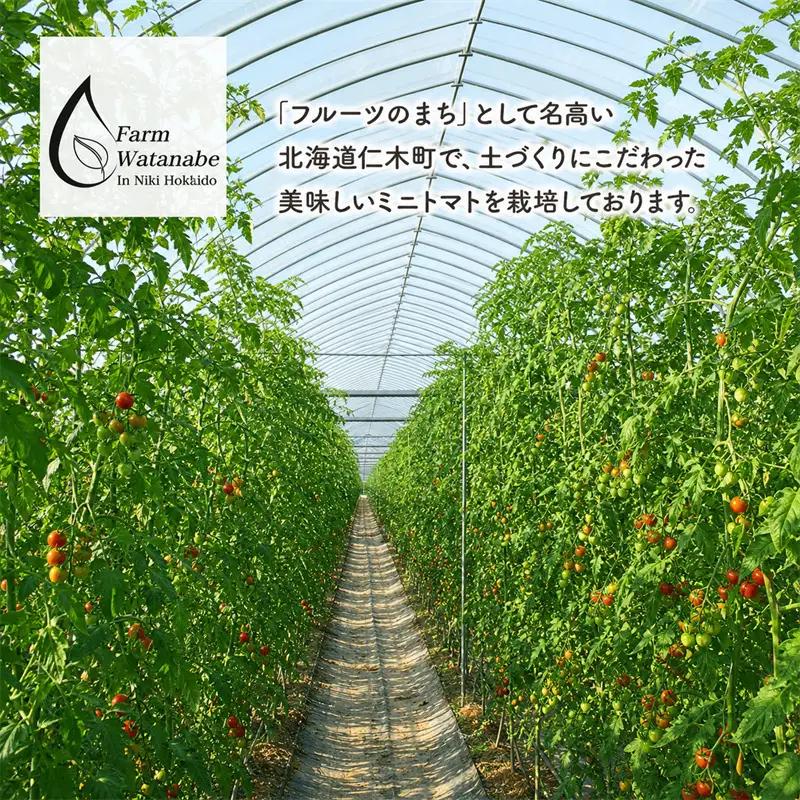 2026年産 ミニトマトジュース 1L×6本 北海道 仁木町