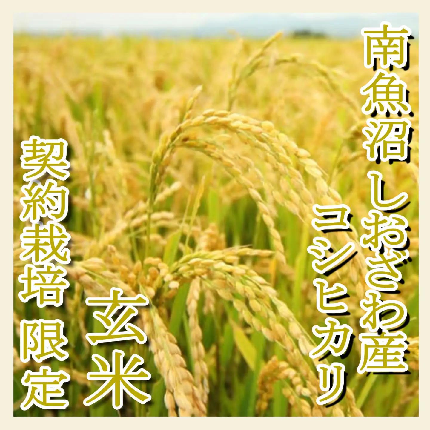 【令和7年】【玄米２０Kg】●玄米● 生産者限定 南魚沼しおざわ産コシヒカリ｜玄米