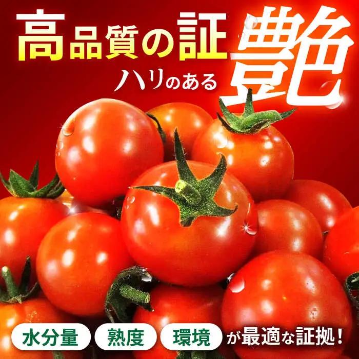 【先行予約※2026年11月より発送】愛果菜ミニトマト9P×1セット / トマト とまと ミニトマト プチトマト 愛果菜 / 諫早市 / 愛菜ファーム株式会社 [AHAK001]