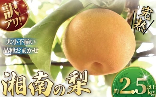 
                  【2026年発送】 梨 なし ナシ 約2.5kg 以上 順次発送 訳あり 訳アリ わけあり 訳有 くだもの 果物 フルーツ nasi nashi 旬 新鮮 完熟 先行予約 数量限定 産地直送 農家直送 幸水 あきづき 秋月 秋のほほえみ 南水 おやつ デザート 10000円 不揃い ふるうつらんど井上 神奈川 湘南 藤沢
                