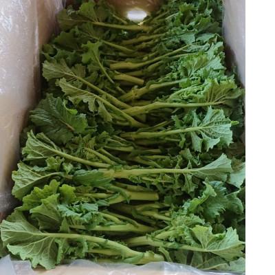 ふるさと納税 琴平町 【先行予約2026年12月〜2027年3月頃発送】菜の花(バラ) 約2kg |  | 01