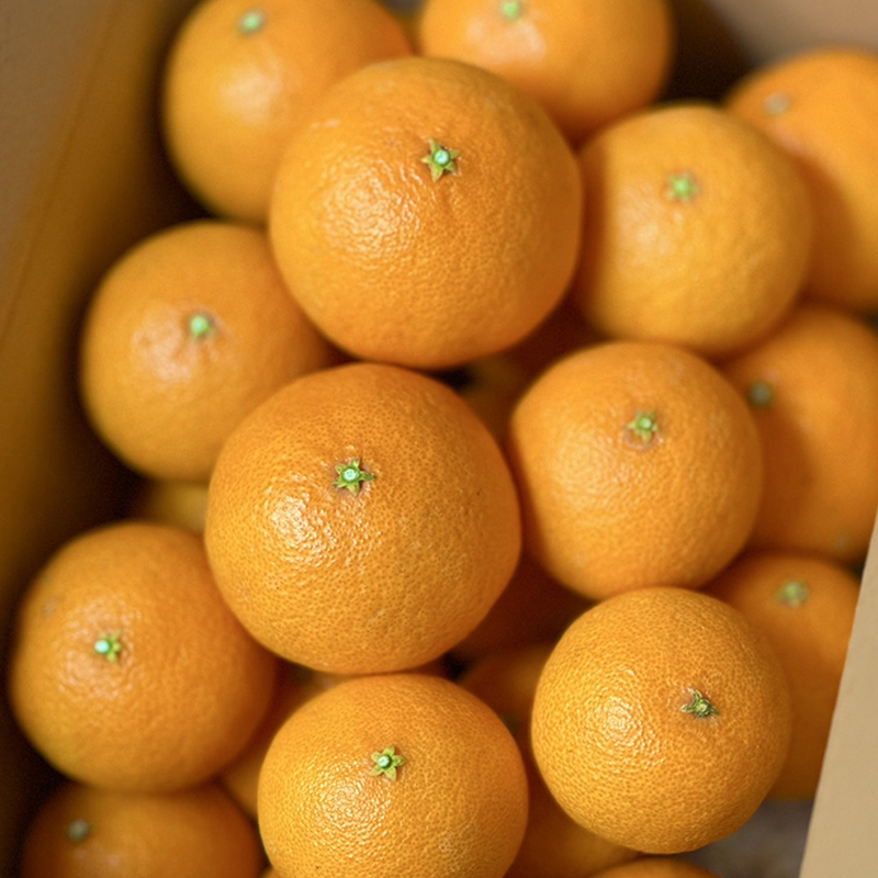 【2027年3月上旬頃から順次発送】  愛果48号（紅プリンセスと同品種） 約3kg × 3箱 ｜あいか 愛果 紅まどんな × 甘平 紅プリンセス と同品種 みかん 蜜柑 ミカン 柑橘 果物 フルーツ