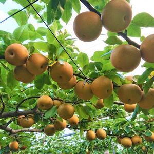 2025年発送先行受付 周郷梨園のやちよ100年梨(10kg)【1493889】