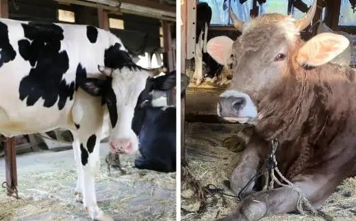 狩野牧場 牛飼いのジェラート 16種セット