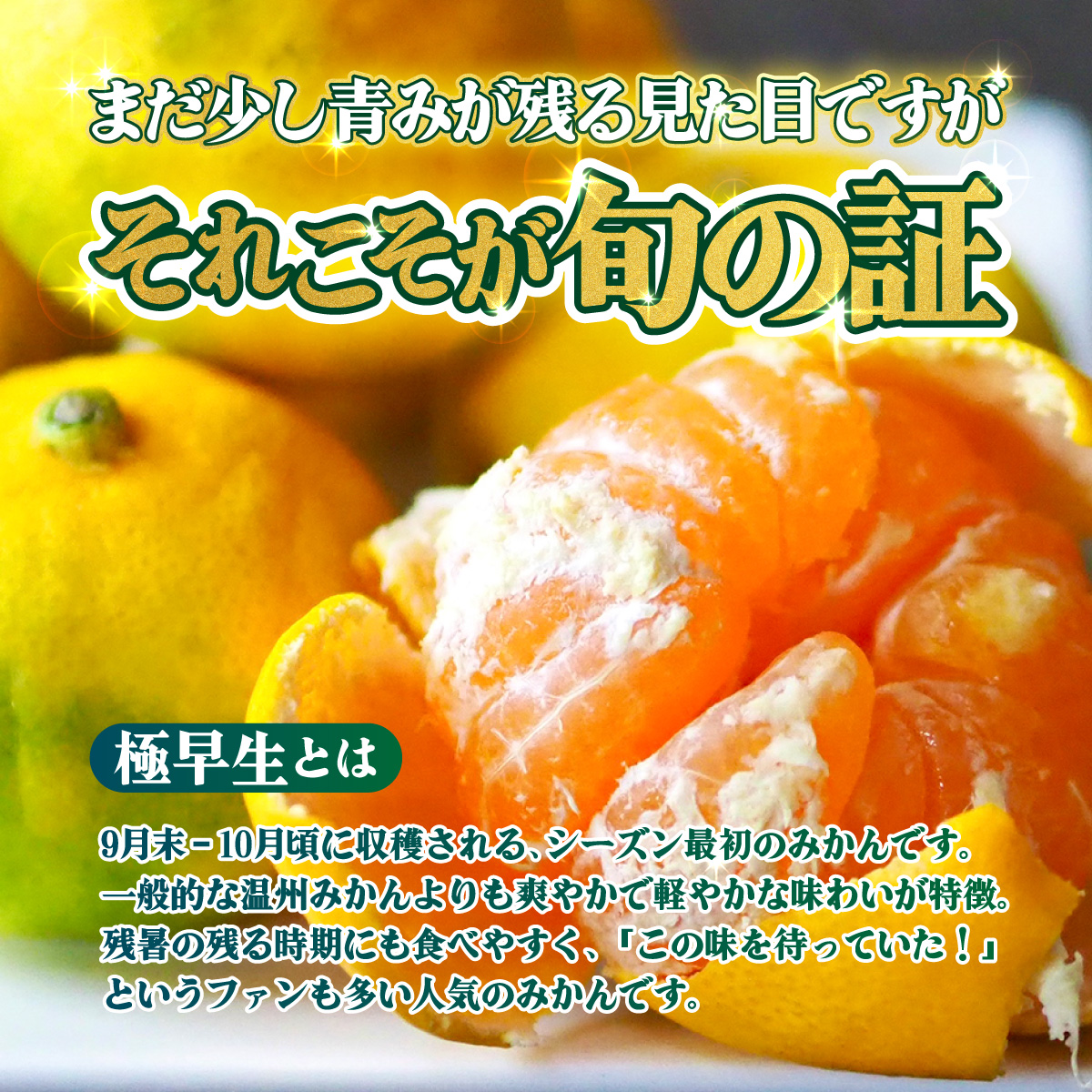 ＜【訳あり】愛媛県産 極早生 約5kg＞『2026年10月上旬～11月下旬迄順次発送予定』わけあり 訳アリ あまずっぱい 甘酸っぱい ごくわせ みかん 蜜柑 訳あり 果物 くだもの フルーツ ミカン 