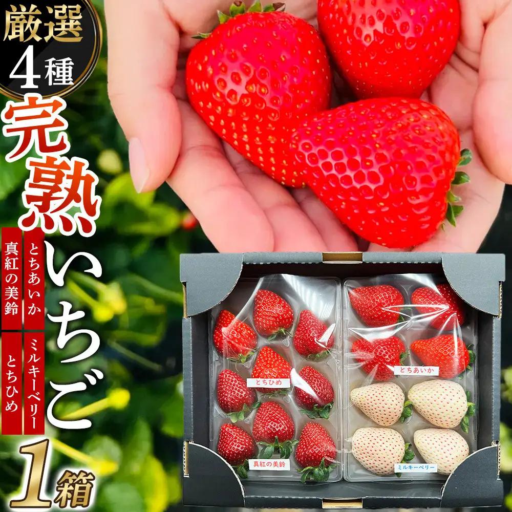 【先行予約受付】≪2027年1月発送≫【数量限定】黒箱 厳選4種の完熟いちご1箱セット ｜果物 いちご 朝取り 新鮮 ハート フルーツ デザート ストロベリー デザート スイーツ 苺 イチゴ 大田原市