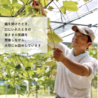 【お試し便】シャインマスカット 1房入 500g～　(岡山県産) きよとう果樹園のこだわりシャイン【配送不可地域：離島・北海道・沖縄県】