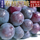 【ふるさと納税】福岡県産 有核巨峰 合計約1.2kg 約300g×4パック 巨峰 産地直送 ぶどう 筑後市 果物 フルーツ 九州産 冷蔵 送料無料 【2024年6月下旬～8月中旬に順次発送予定】