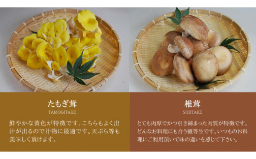 きのこ の 詰め合わせ Sサイズ 約1000g【茨城県共通返礼品 城里町】 キノコ 舞茸 あわび茸 たもぎ茸 しいたけ ぶなしめじ [CX001sa]