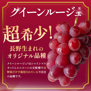 産地厳選! 長野県産 クイーンルージュ® 約1kg 秀品 〈2025年10月中旬旬～11月中旬発送〉 | 果物 くだもの フルーツ ぶどう ブドウ 葡萄 クイーンルージュ® 種なし 長野県 信州 南信