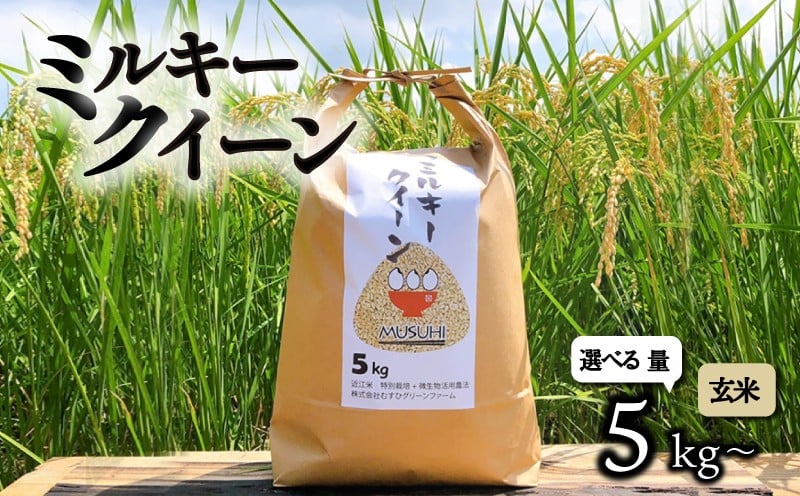 
            【令和7年産先行受付】選べる容量 ミルキークイーン 5kg 10kg 玄米 令和7年産 新米 米 こめ コメ お米 ご飯 ミルキークイーン ミルキークィーン 先行受付 令和7年 滋賀 彦根
          