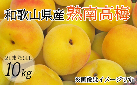 【梅干・梅酒用】（2LまたはL－10Kg）熟南高梅＜2025年6月上旬～7月上旬ごろに順次発送予定＞/ 梅 生梅 梅干し 梅シロップ 青梅 フルーツ 果物 くだもの 食品 人気 おすすめ 送料無料【art011A】