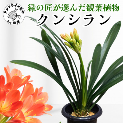 緑の匠が選んだ観葉植物　素敵な空間づくりに　クンシラン【配送不可地域：離島】【1291599】